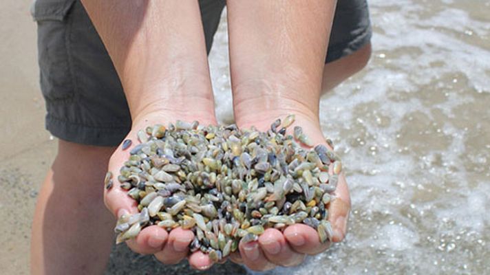España Directo - Los mariscadores de coquinas vuelven a faenar en Huelva