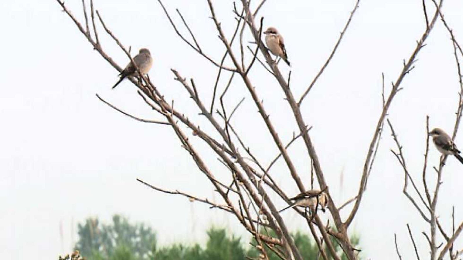 La aventura del saber - 21/10/15 - Ver ahora