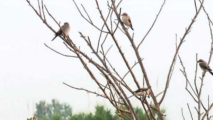 La aventura del Saber - La aventura del saber - 21/10/15