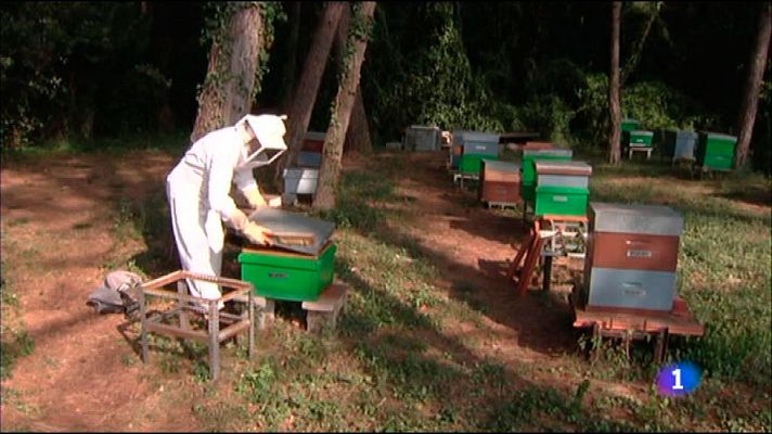 L'Informatiu - L'expansió de la vespa asiàtica continua imparable a les comarques de Girona