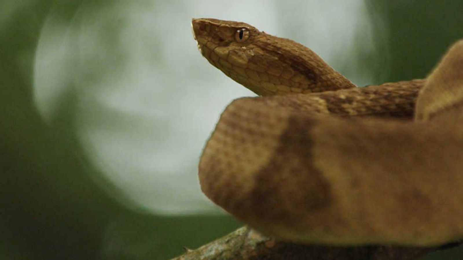 Grandes documentales - Brasil. Una historia natural: Laberinto de lagos - Ver ahora