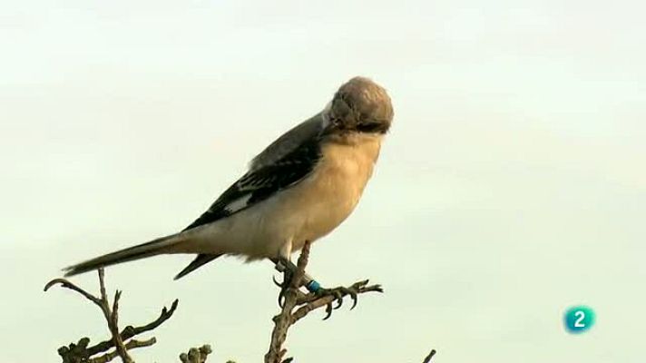 La aventura del Saber - Proyecto de conservación del alcaudón chico