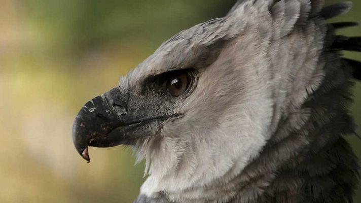 Grandes documentales - Brasil. Una historia natural: El bosque inundado