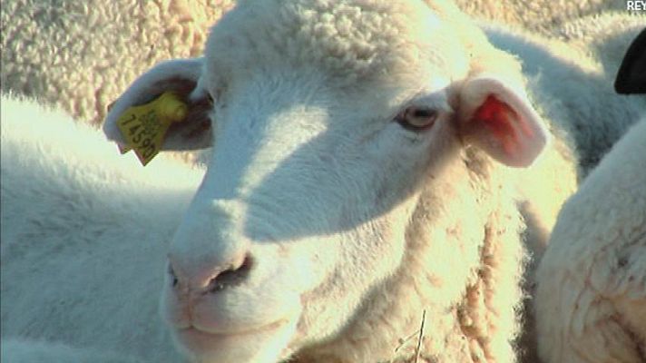 Aquí la Tierra - Churras y merinas