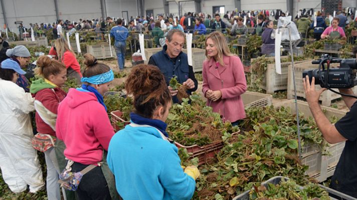 Aquí la Tierra - Fresas ¿de Huelva o de Ávila?