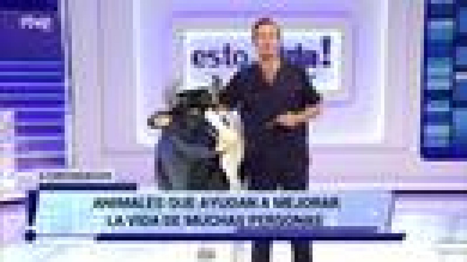  Cómo se entrena a un perro guía