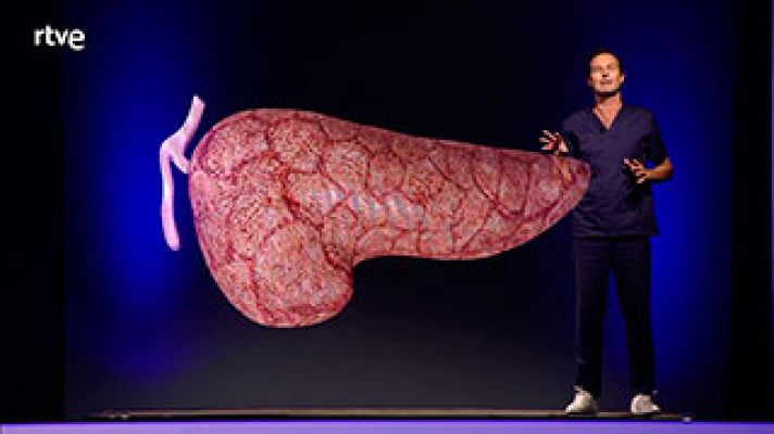  - Nunca habías visto un páncreas así