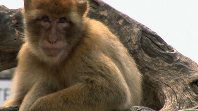 Aquí La Tierra - El souvenir de Gibraltar