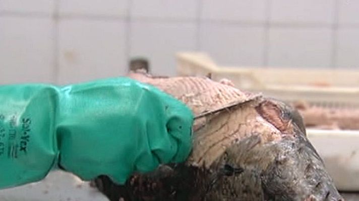 España Directo - Malos tiempos para el bonito en Asturias