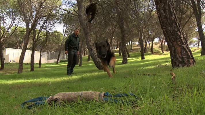 Olmos y Robles - Microdocumentales - Seprona: protegiendo el medioambiente