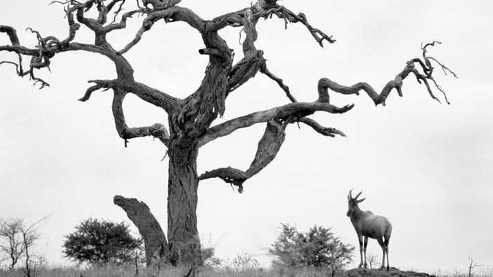 El planeta azul - Adiós, África