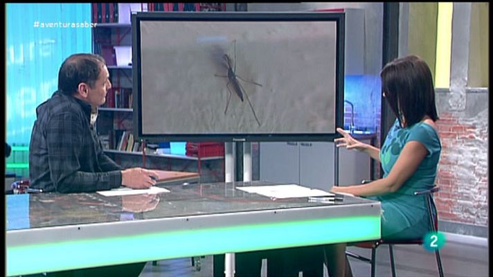 La aventura del Saber - José Manuel Crespo. Insectos caseros