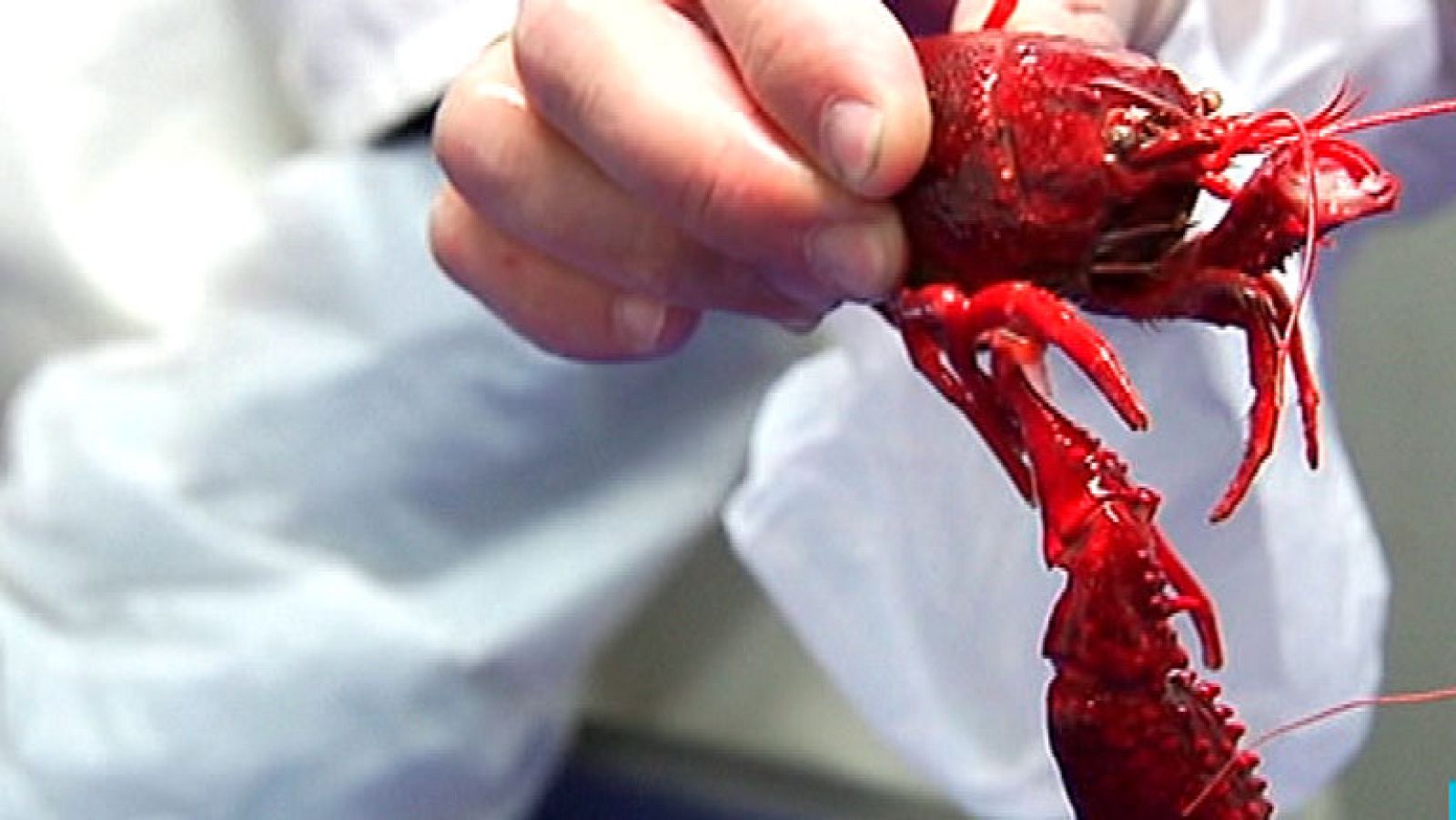 A la pesca del cangrejo americano