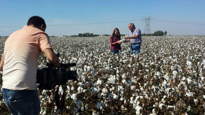 Aquí la Tierra - ¿Cómo se cultiva el algodón?