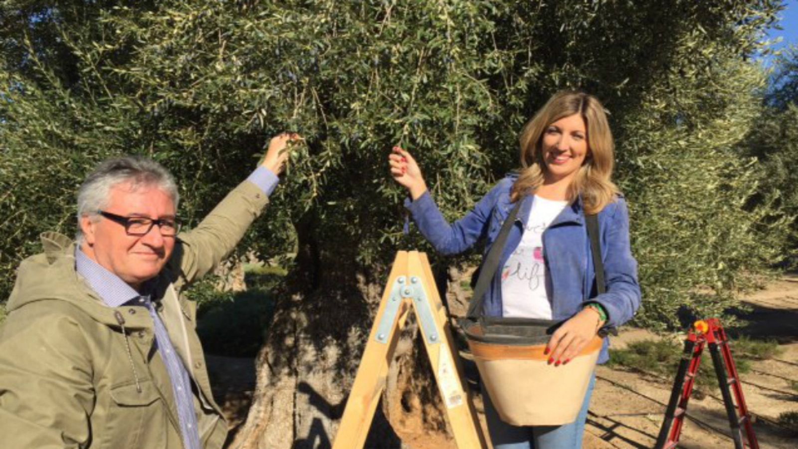 Olivos milenarios en Madrid