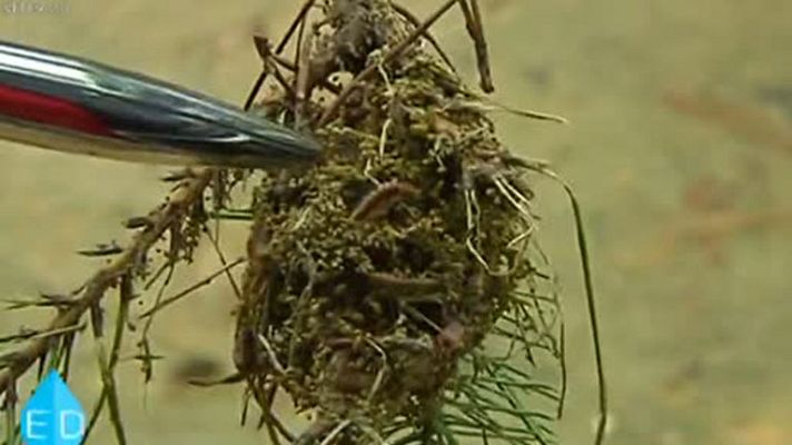 España Directo - Un pueblo infestado de orugas