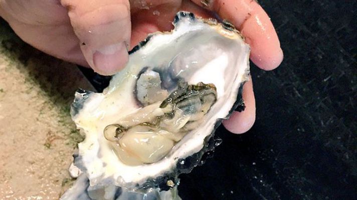 España Directo - Las ostras cántabras, un preciado marisco