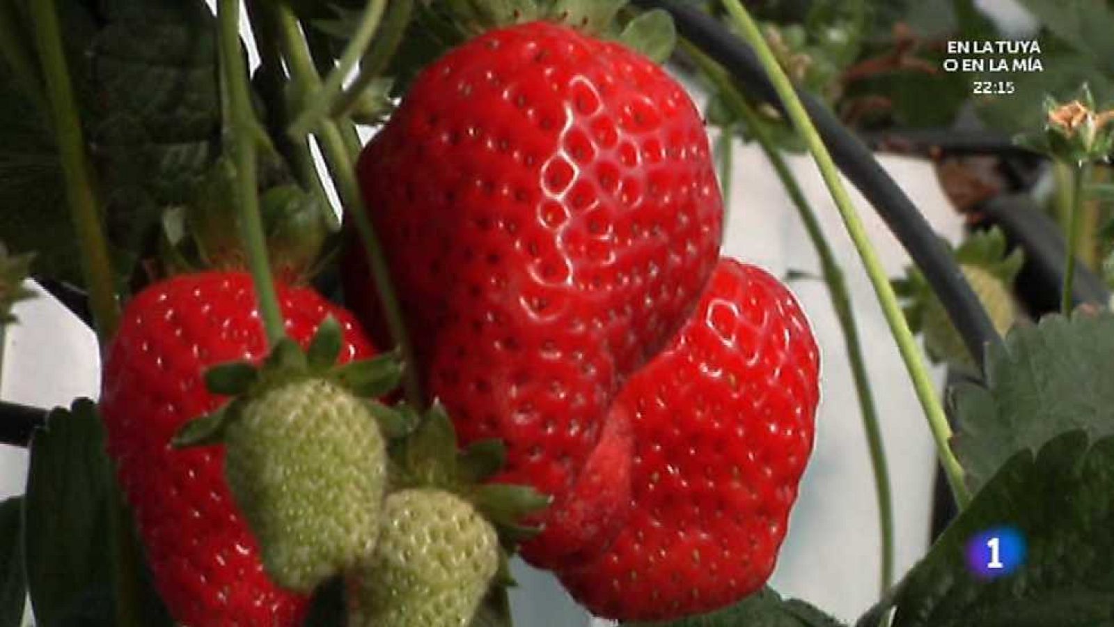 Aquí la Tierra - 04/11/15 - Ver ahora