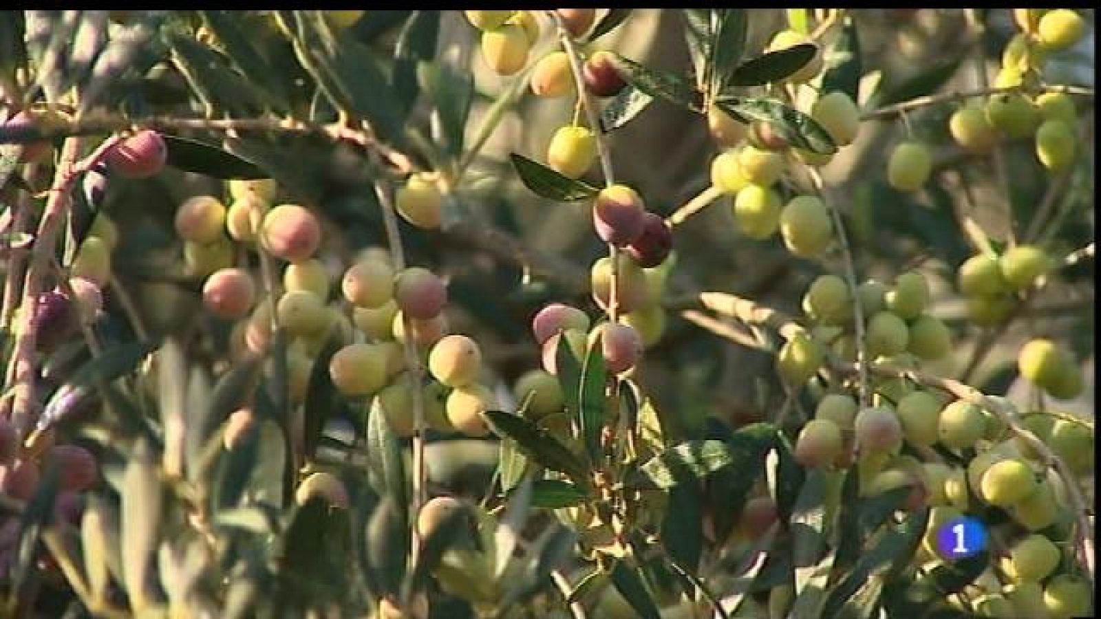Comença la collita d'oliva