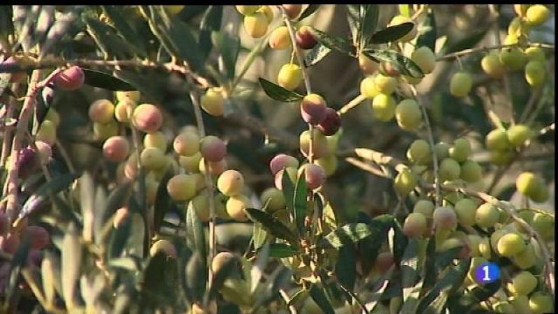 Comença la collita d'oliva