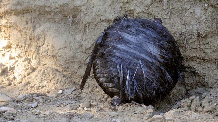 Telediario 1 - Un nuevo resto de basura espacial vuelve a caer en Murcia