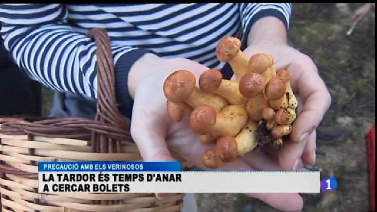Temps de bolets
