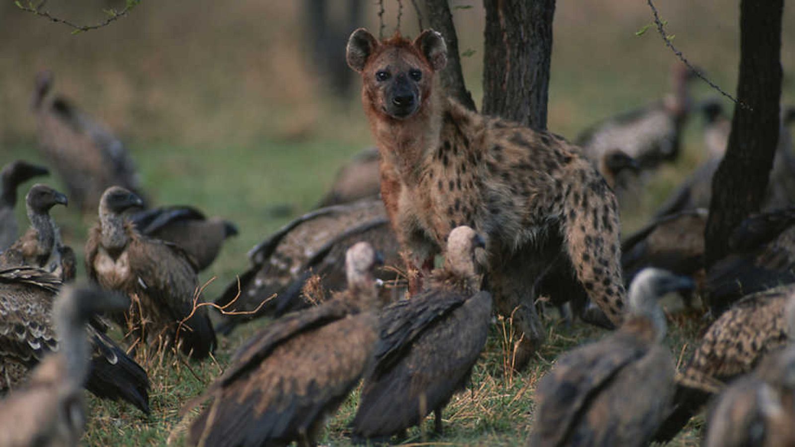 Grandes documentales - Wild Menu: Carne fresca - ver ahora