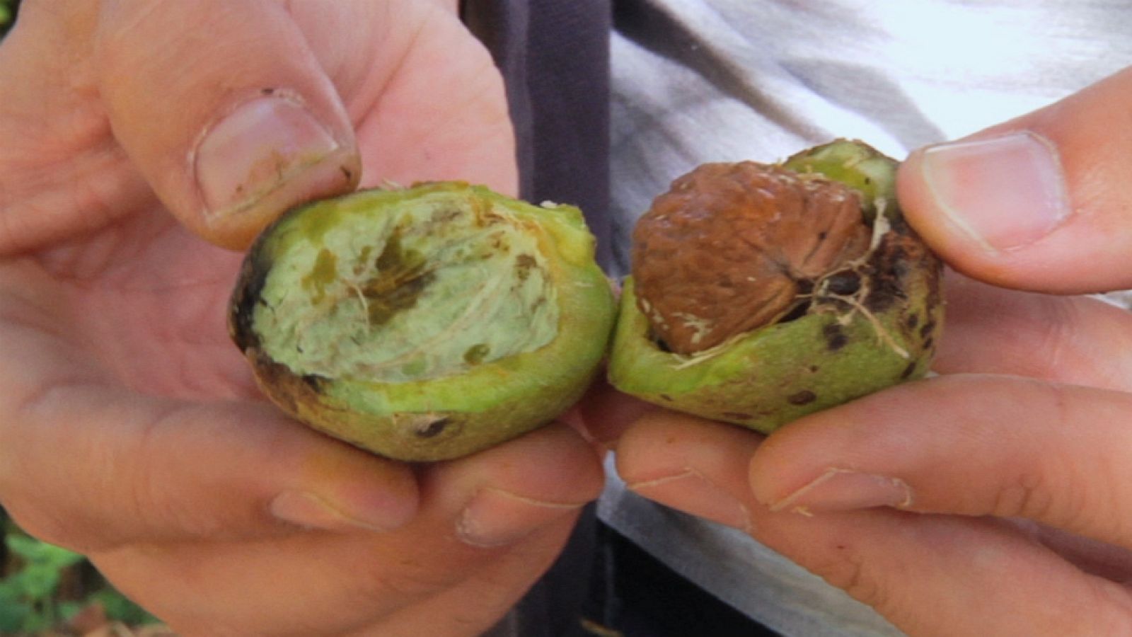 ¿De dónde viene la nuez?