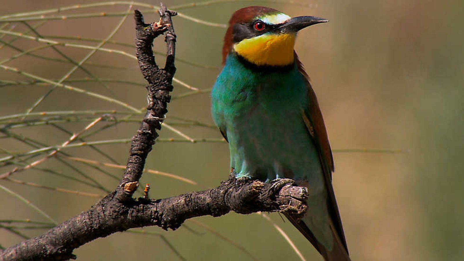 Grandes documentales - Wild Menu: Cubiertos especiales  - ver ahora