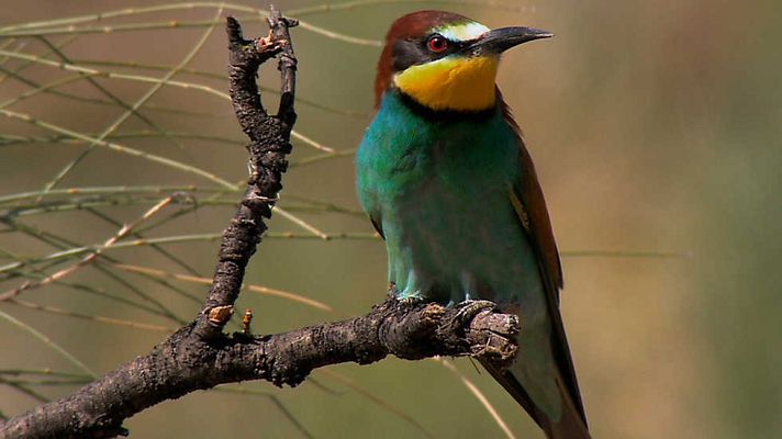 Grandes documentales - Wild Menu: Cubiertos especiales