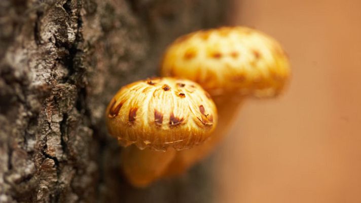 España Directo - Autol, el paraíso de champiñón
