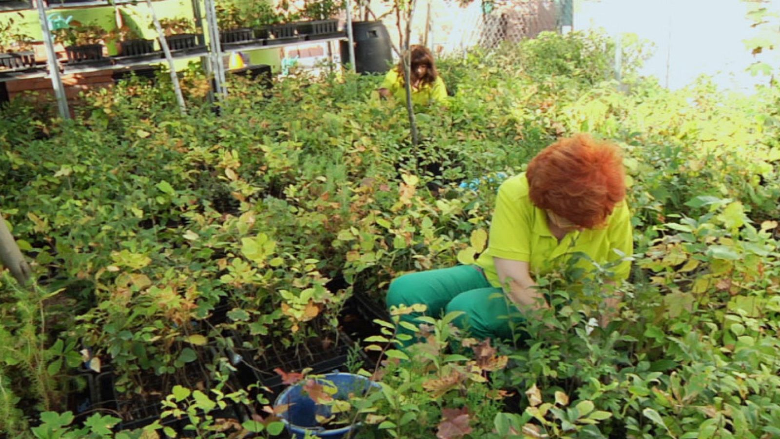 En Navidad, regala árboles