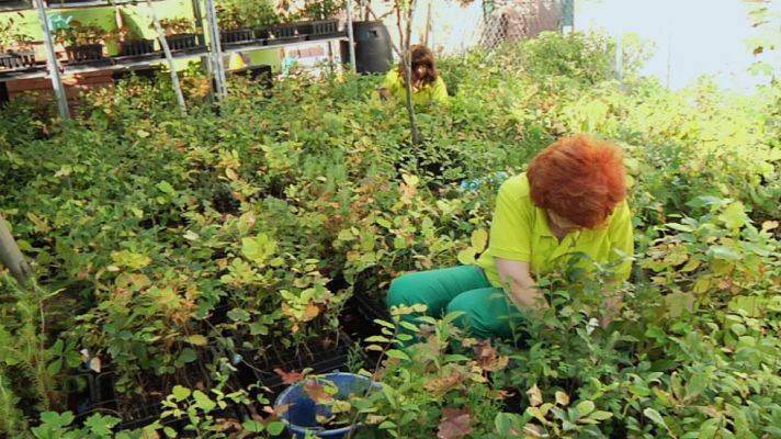 Aquí la Tierra - En Navidad, regala árboles