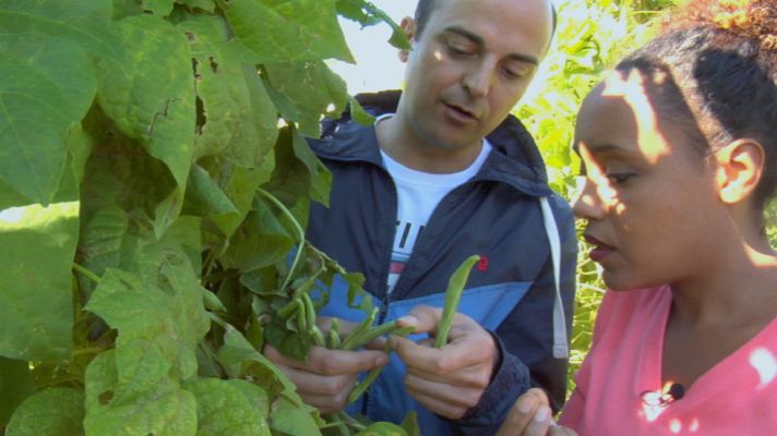 Aquí la Tierra - Judías ¿de manteca?