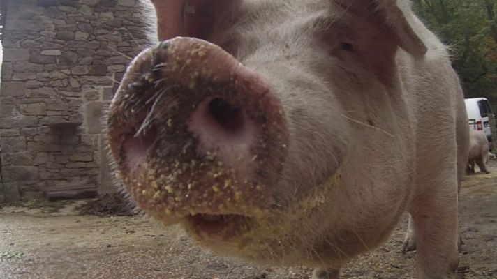 Aquí la Tierra - Mamá, quiero ser veterinario rural