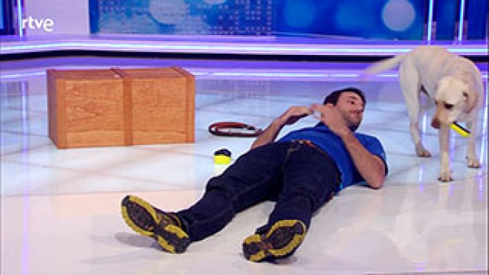  - La increíble labor de los perros de ayuda