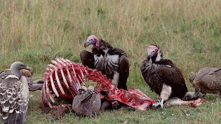 Grandes documentales - Wild Menu: Delicatessen