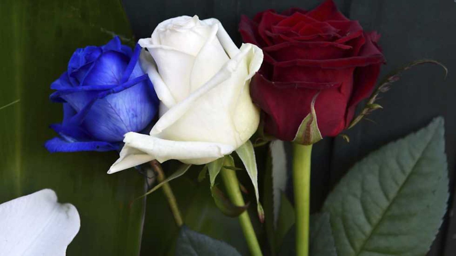 Telediario - 15 horas - 14/11/15 - ver ahora