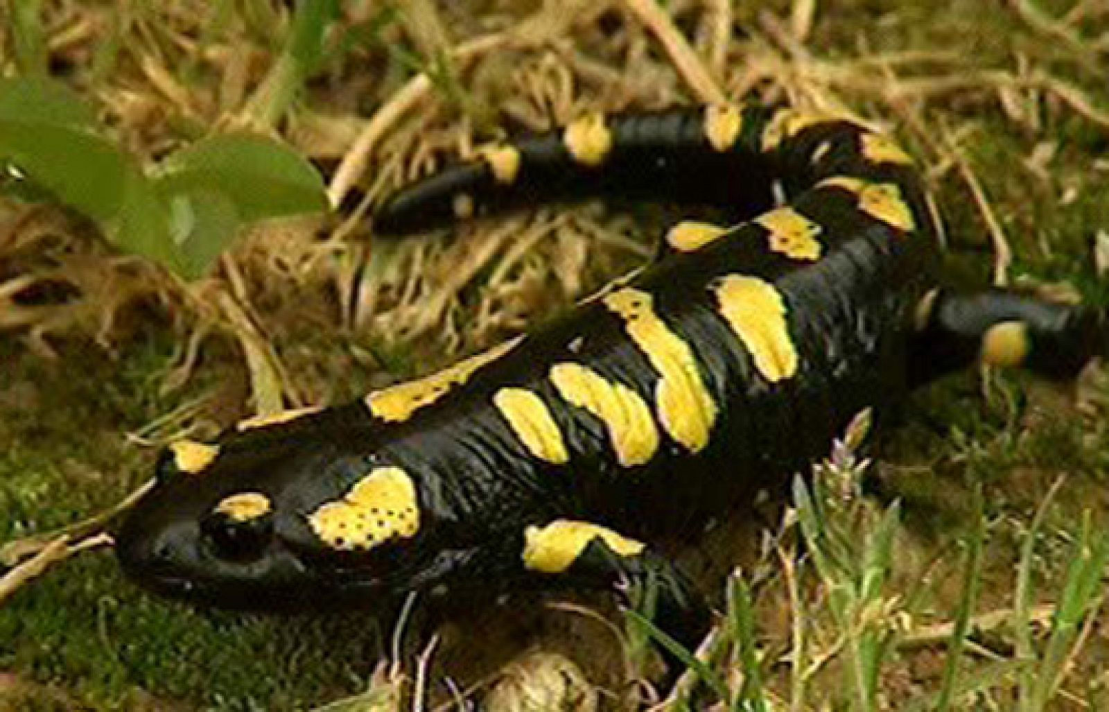 La aventura del saber - La protección de los anfibios de Peñalara -  10/11/08 - La aventura del Saber | Ver