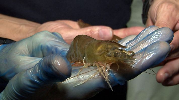 Comando Actualidad - Lo nunca visto - Avance