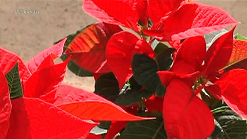 La flor de Pascua, la flor de la Navidad