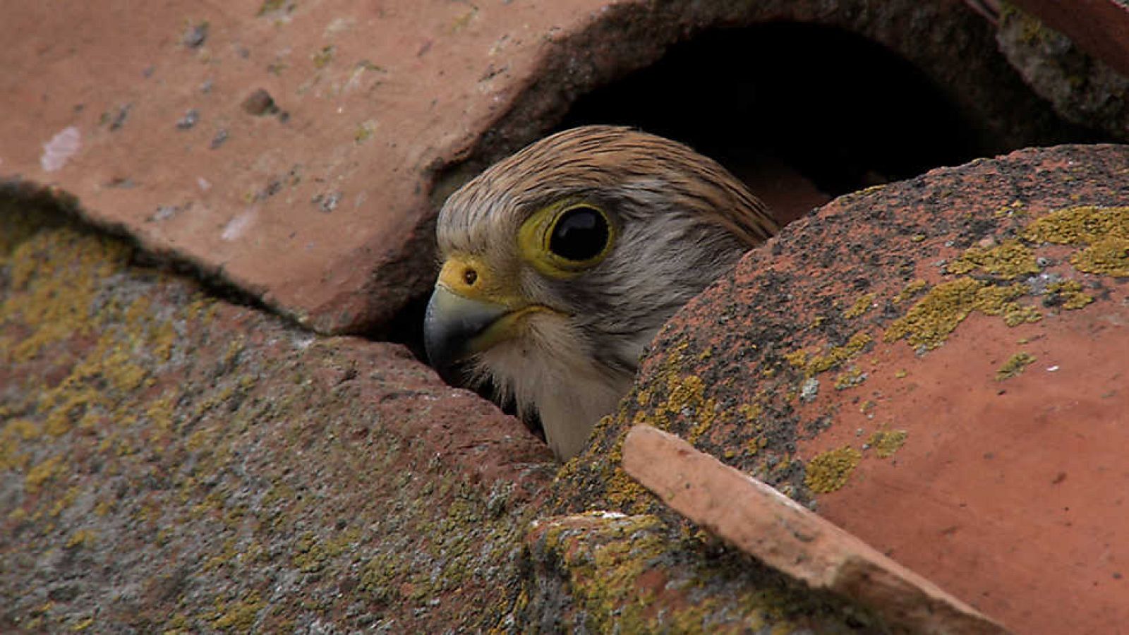Grandes documentales - Wild Menu: Tapas y aperitivos - ver ahora