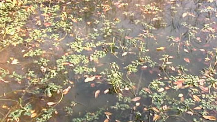 España Directo - Preocupación por la onagraria, una planta invasora