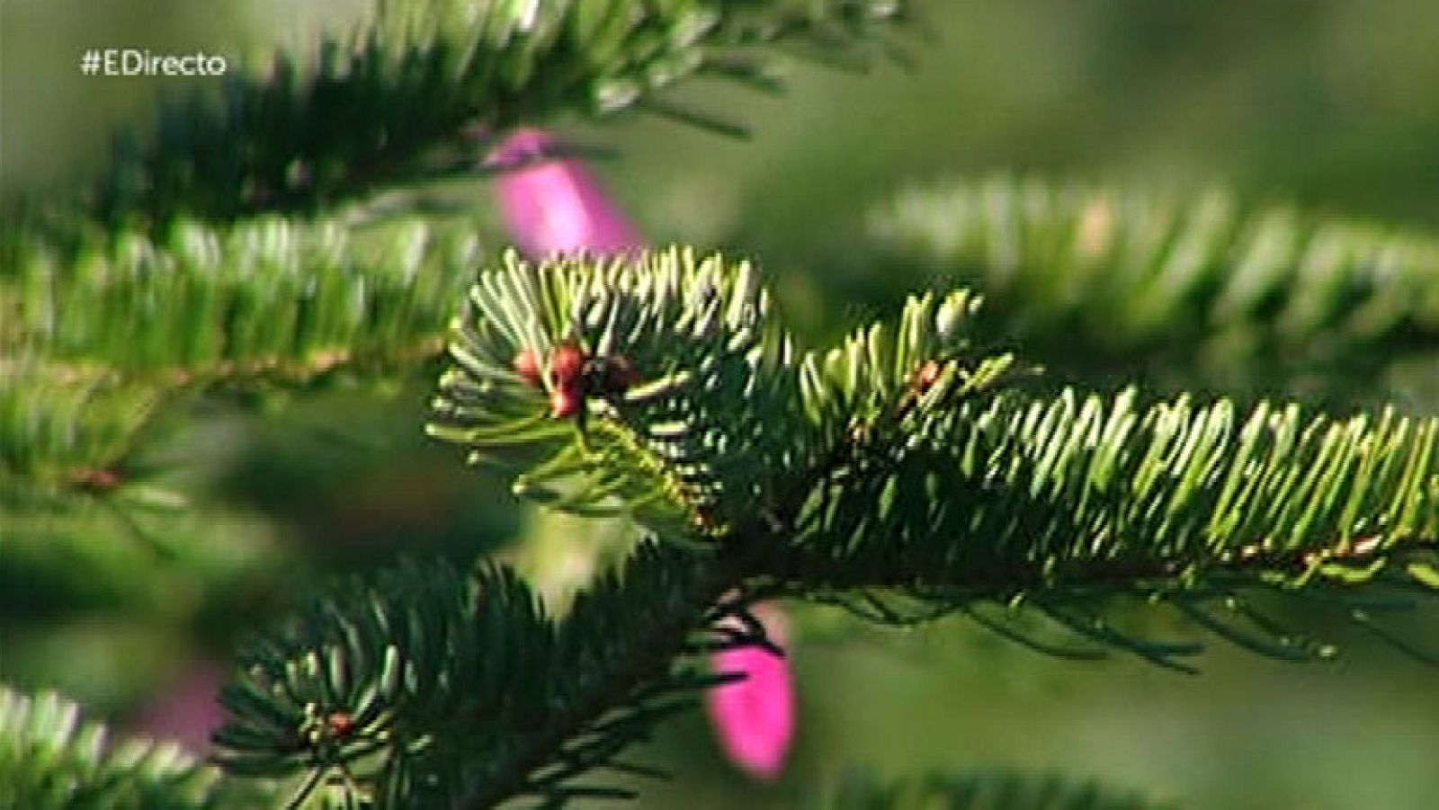Sant Hilari de Sacalm, el pueblo de los abetos