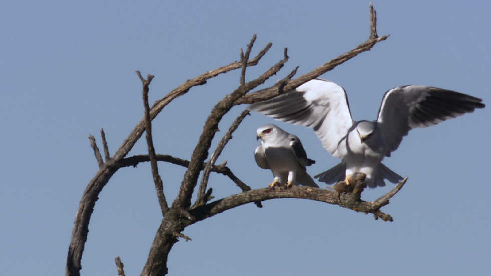 Grandes documentales - Wild Menu: Menú de enamorados - ver ahora