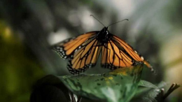 La 2 Noticias - La 2 Noticias - 18/11/15