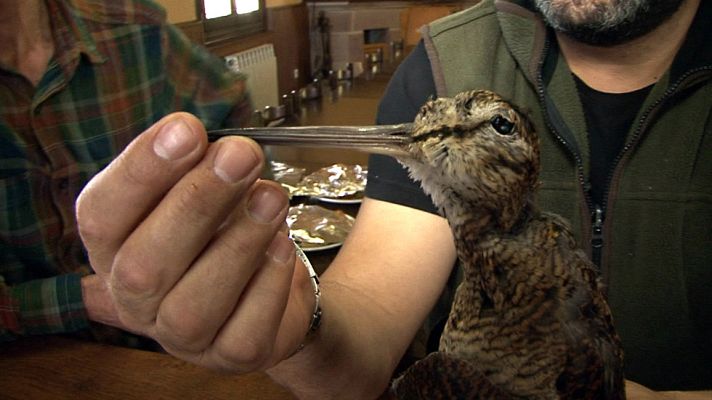 Comando Actualidad - Lo nunca visto - Becada