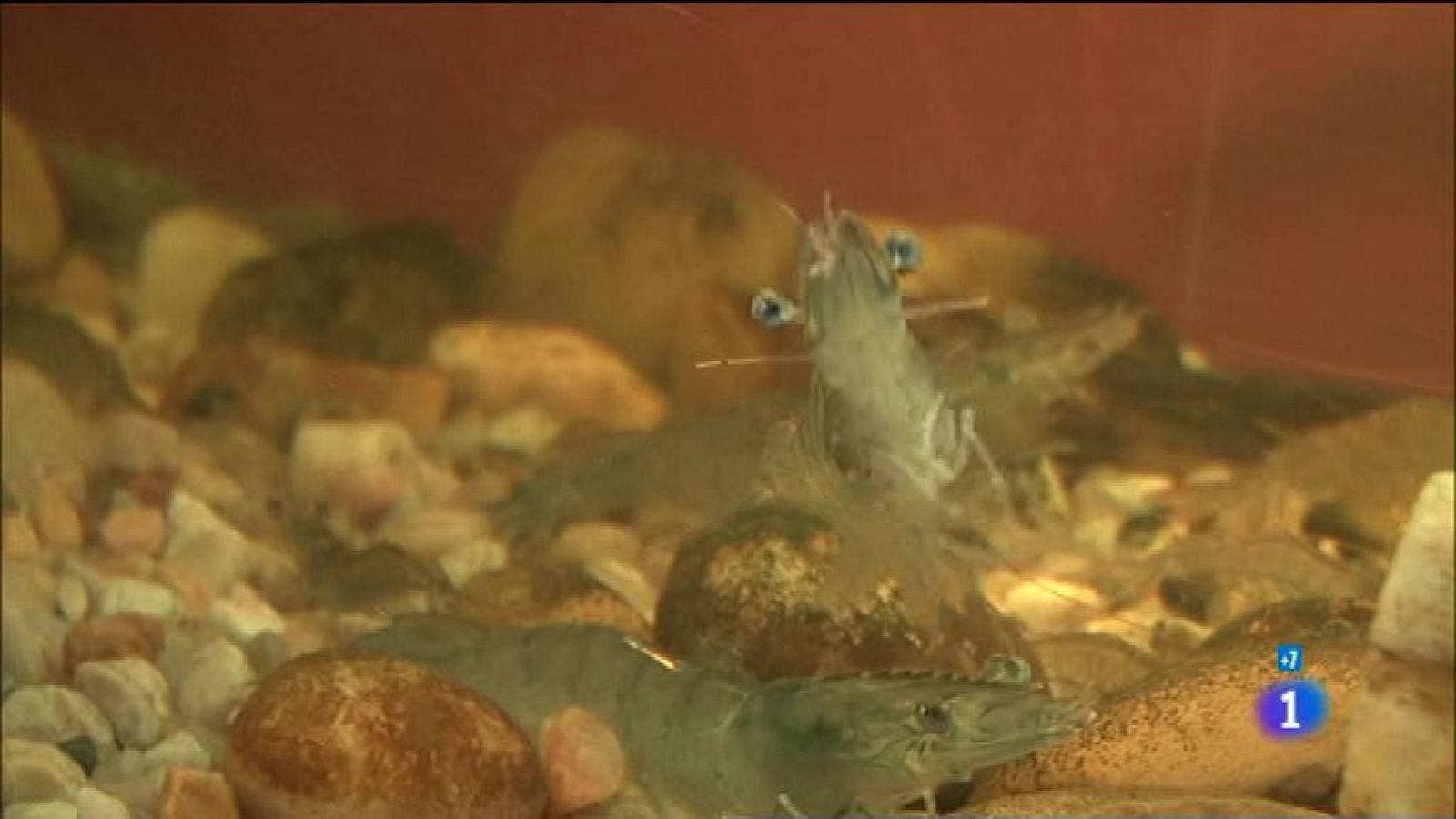 Comando Actualidad - Lo nunca visto - Langostino