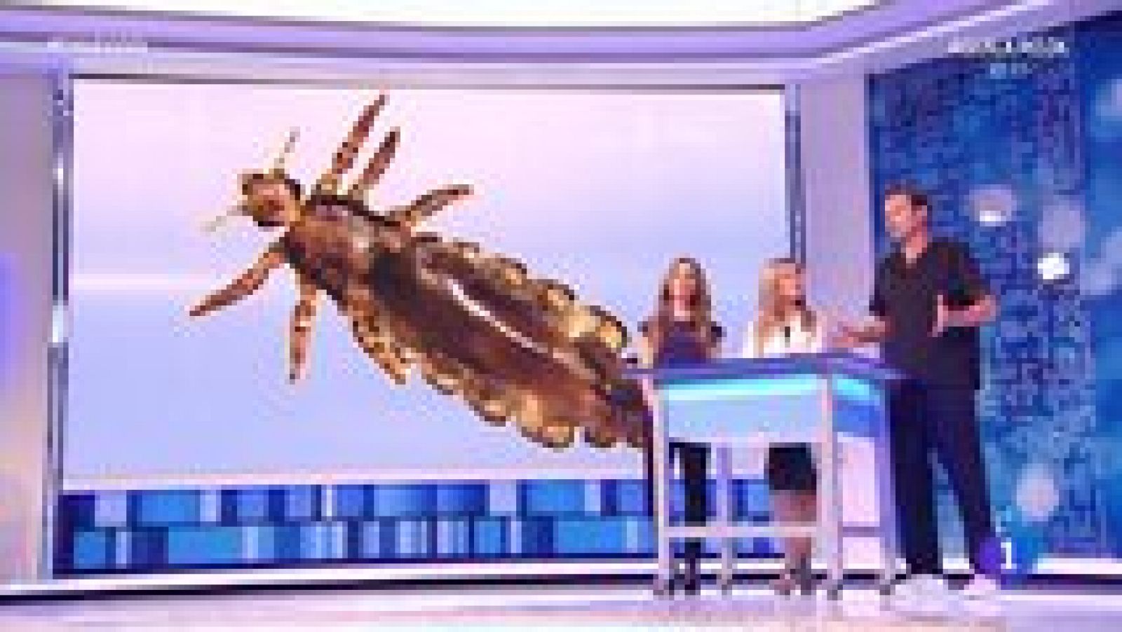 Esto es vida! - 19/11/15 - ver ahora