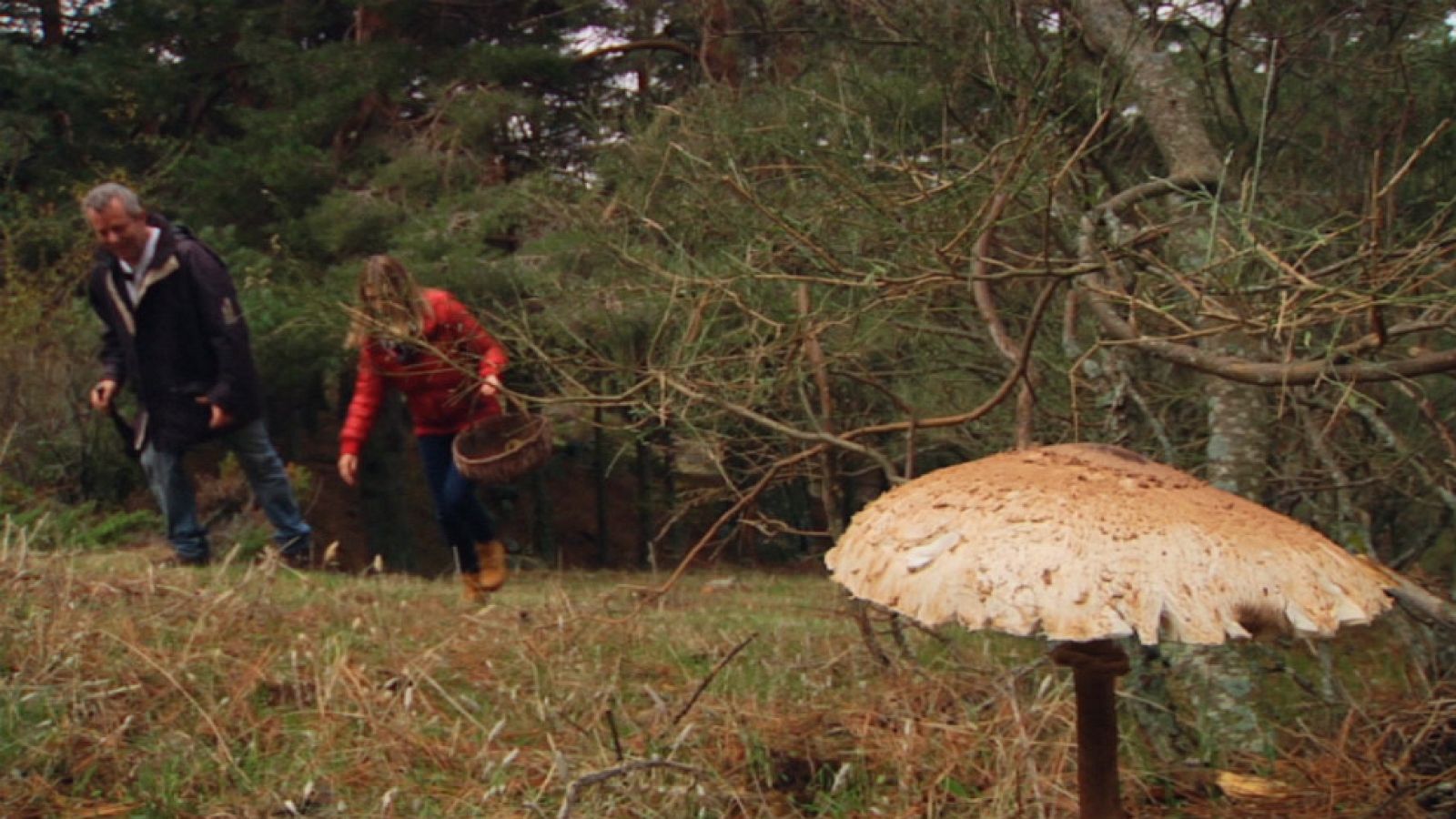 Lo que no sabías de las setas